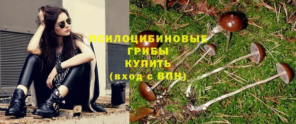 хмурый Аркадак